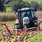 KürbisernteLedernr2018IMG_9813