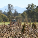 KürbisernteLedernr2018IMG_9817