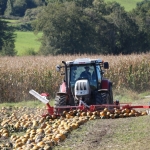 KürbisernteLedernr2018IMG_9822