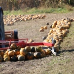 KürbisernteLedernr2018IMG_9824