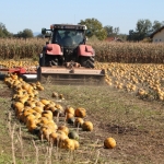 KürbisernteLedernr2018IMG_9828