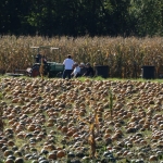 KürbisernteLedernr2018IMG_9839