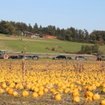 KürbisernteLedernr2018IMG_9869