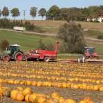 KürbisernteLedernr2018IMG_9891