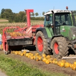 KürbisernteLedernr2018IMG_9901