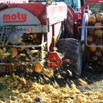 KürbisernteLedernr2018IMG_9911