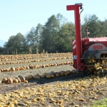 KürbisernteLedernr2018IMG_9917