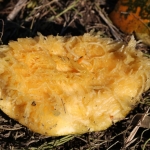 KürbisernteLedernr2018IMG_9923