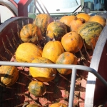 KürbisernteLedernr2018IMG_9930