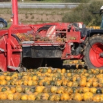 KürbisernteLedernr2018IMG_9951