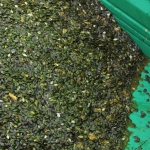 KürbisernteLedernr2018IMG_9986