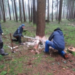 Maibaum umschneiden18-19IMG_2896