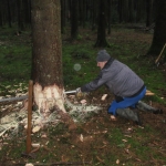 Maibaum umschneiden18-19IMG_2905