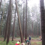 Maibaum umschneiden18-19IMG_2913