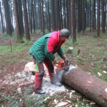 Maibaum umschneiden18-19IMG_2925