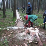 Maibaum umschneiden18-19IMG_2929