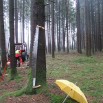 Maibaum umschneiden18-19IMG_2942