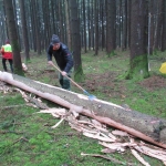 Maibaum umschneiden18-19IMG_2947