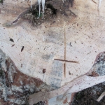 Maibaum umschneiden18-19IMG_2954