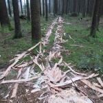 Maibaum umschneiden18-19IMG_2955