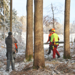 Maibaum-umschneiden-2025IMG_8587