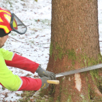 Maibaum-umschneiden-2025IMG_8601