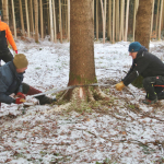 Maibaum-umschneiden-2025IMG_8609