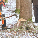 Maibaum-umschneiden-2025IMG_8629