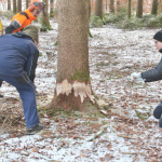Maibaum-umschneiden-2025IMG_8640