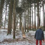 Maibaum-umschneiden-2025IMG_8681