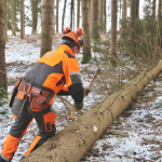 Maibaum-umschneiden-2025IMG_8696