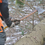 Maibaum-umschneiden-2025IMG_8705