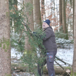 Maibaum-umschneiden-2025IMG_8742