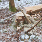 Maibaum-umschneiden-2025IMG_8818