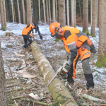 Maibaum-umschneiden-2025IMG_8835