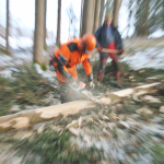Maibaum-umschneiden-2025IMG_8867