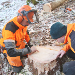 Maibaum-umschneiden-2025IMG_8875