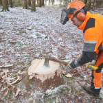 Maibaum-umschneiden-2025IMG_8893