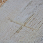 Maibaum-umschneiden-2025IMG_8896