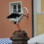 Stadtfest-2023IMG_4940